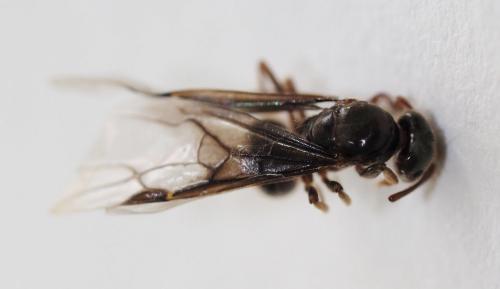 Réf. 228 905 : Lasius sp.